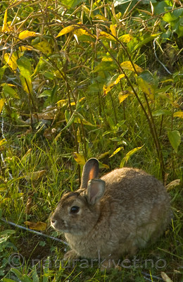 BB 05 0391 / Oryctolagus cuniculus / Kanin <br /> Vincetoxicum rossicum / Russesvalerot